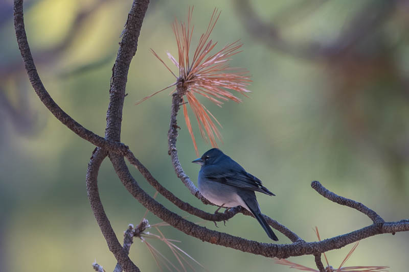 Blauwe Vink